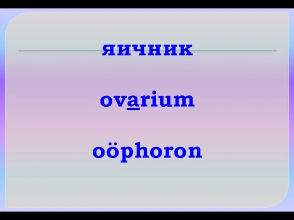 яичник ovarium oöphoron