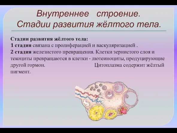 Стадии развития жёлтого тела: 1 стадия связана с пролиферацией и васкуляризацией