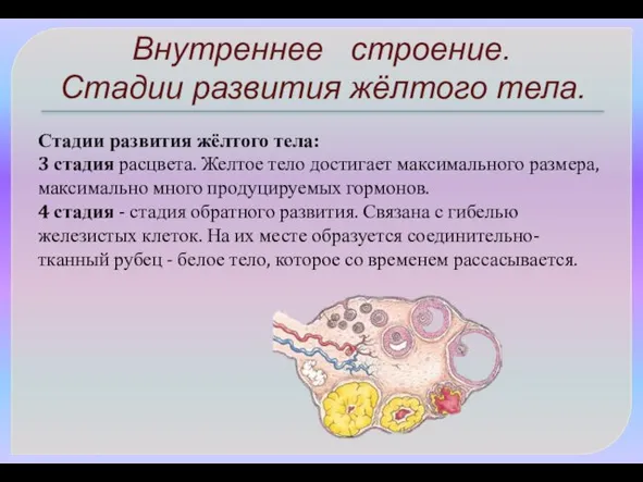 Стадии развития жёлтого тела: 3 стадия расцвета. Желтое тело достигает максимального