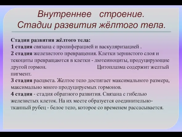 Стадии развития жёлтого тела: 1 стадия связана с пролиферацией и васкуляризацией