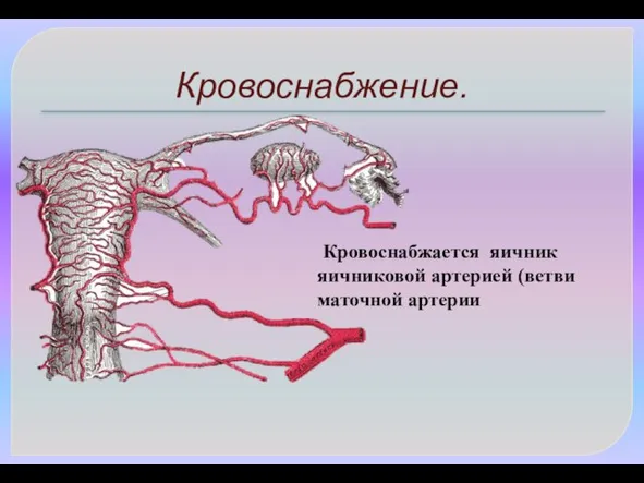 Кровоснабжение. Кровоснабжается яичник яичниковой артерией (ветви маточной артерии