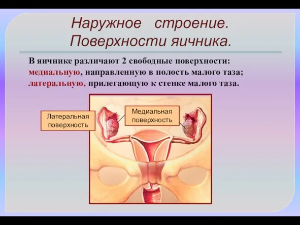 Наружное строение. Поверхности яичника. В яичнике различают 2 свободные поверхности: медиальную,