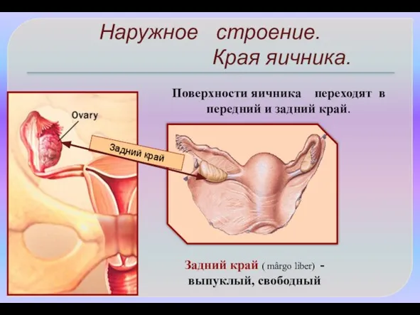 Наружное строение. Края яичника. Поверхности яичника переходят в передний и задний