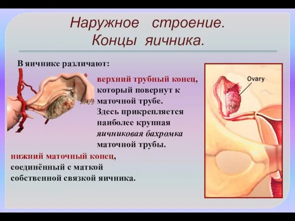 Наружное строение. Концы яичника. верхний трубный конец, который повернут к маточной