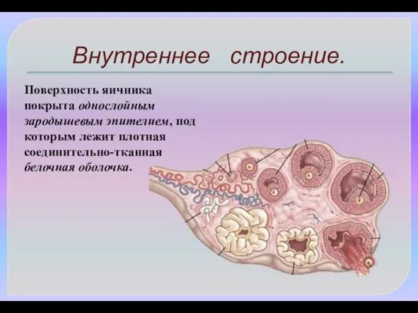 Внутреннее строение. Поверхность яичника покрыта однослойным зародышевым эпителием, под которым лежит плотная соединительно-тканная белочная оболочка.