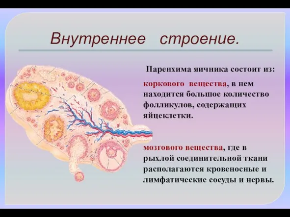 Внутреннее строение. Паренхима яичника состоит из: коркового вещества, в нем находится