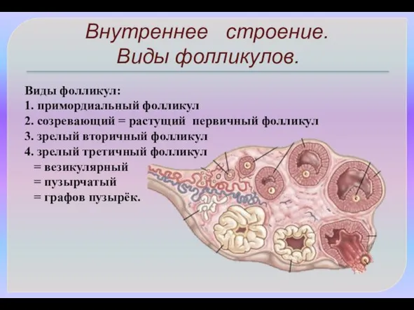 Виды фолликул: 1. примордиальный фолликул 2. созревающий = растущий первичный фолликул