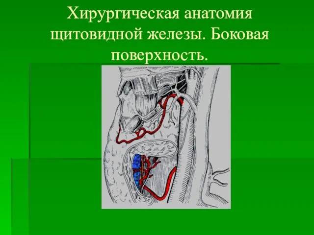 Хирургическая анатомия щитовидной железы. Боковая поверхность.