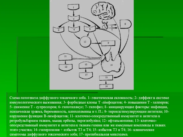 Схема патогенеза диффузного токсичного зоба. 1- генетическая склонность; 2- деффект в