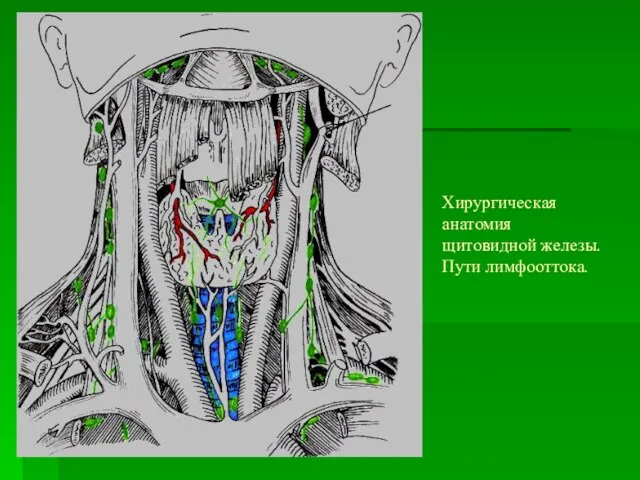Хирургическая анатомия щитовидной железы. Пути лимфооттока.