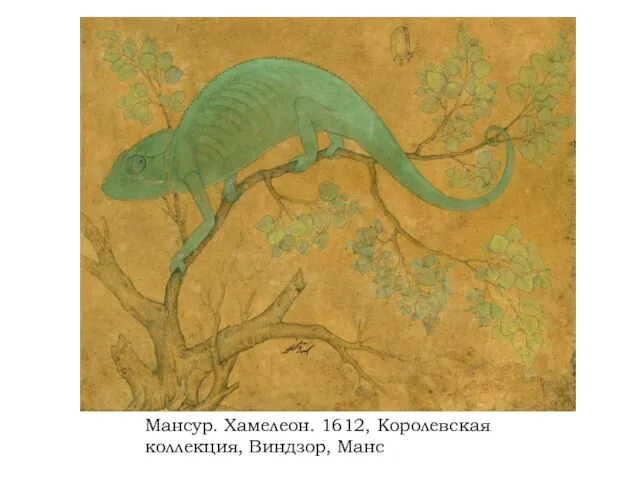 Мансур. Хамелеон. 1612, Королевская коллекция, Виндзор, Манс