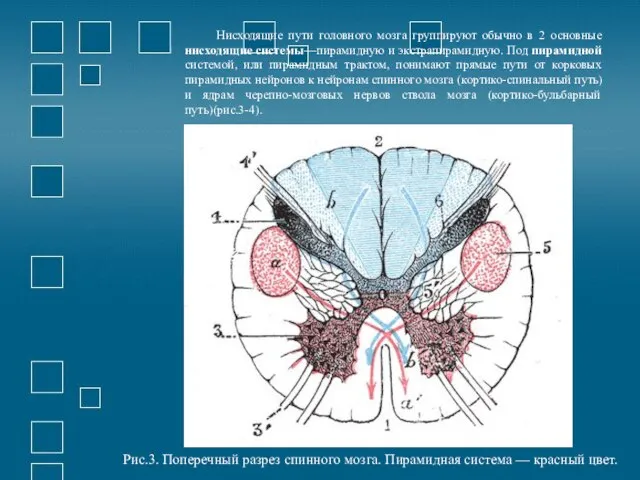 Нисходящие пути головного мозга группируют обычно в 2 основные нисходящие системы—пирамидную