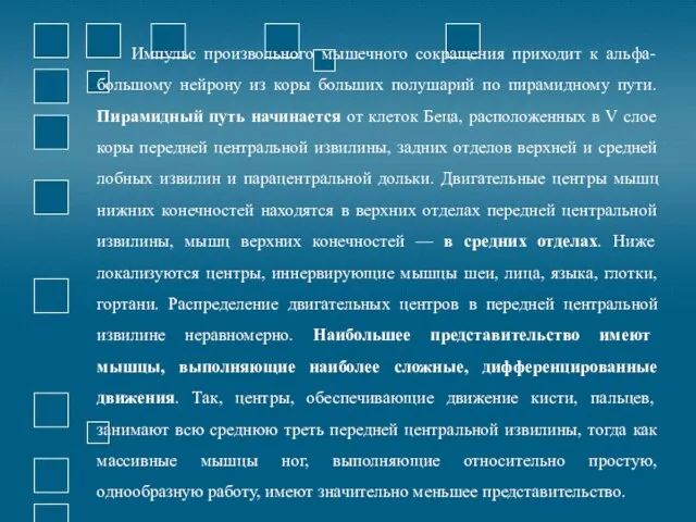 Импульс произвольного мышечного сокращения приходит к альфа-большому нейрону из коры больших