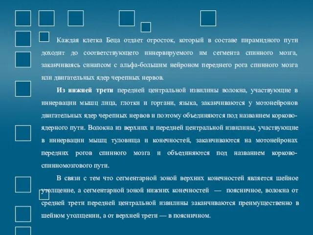 Каждая клетка Беца отдает отросток, который в составе пирамидного пути доходит