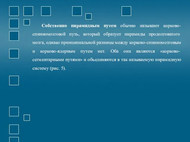 Собственно пирамидным путем обычно называют корково-спинномозговой путь, который образует пирамиды продолговатого