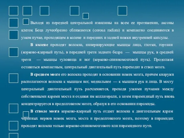 Выходя из передней центральной извилины на всем ее протяжении, аксоны клеток