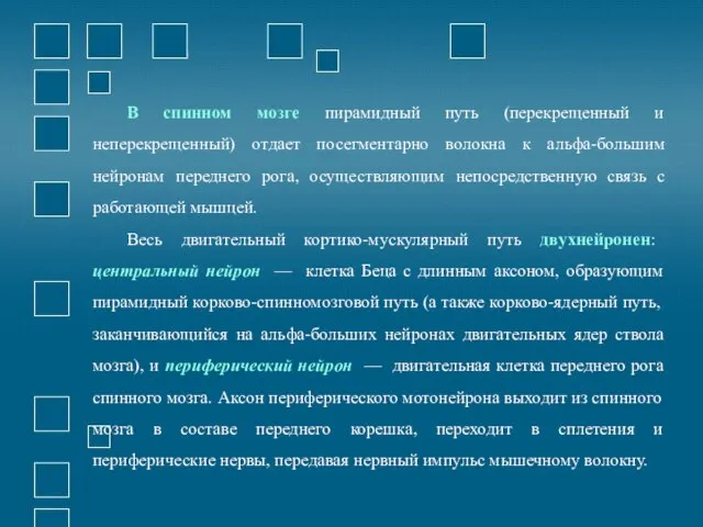 В спинном мозге пирамидный путь (перекрещенный и неперекрещенный) отдает посегментарно волокна