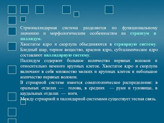 Стриопаллидарная система разделяется по функциональному значению и морфологическим особенностям на стриатум