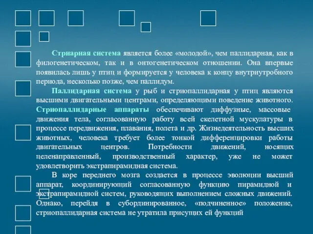 Стриарная система является более «молодой», чем паллидарная, как в филогенетическом, так