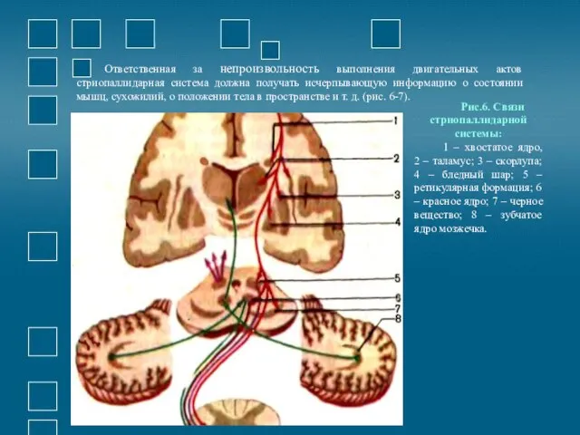 Ответственная за непроизвольность выполнения двигательных актов стриопаллидарная система должна получать исчерпывающую