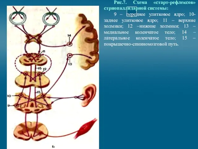 Рис.7. Схема «старт-рефлексов» стриопаллидарной системы: 9 – переднее улитковое ядро; 10-заднее