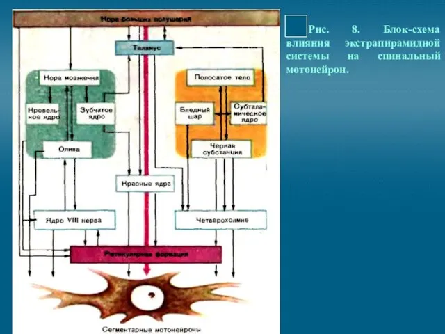 Рис. 8. Блок-схема влияния экстрапирамидной системы на спинальный мотонейрон.