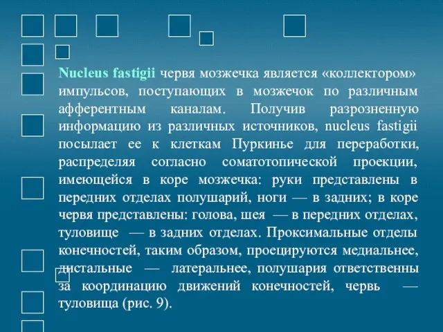 Nucleus fastigii червя мозжечка является «коллектором» импульсов, поступающих в мозжечок по