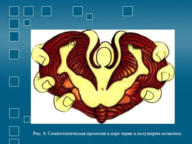 Рис. 9. Соматотопическая проекция в коре червя и полушарии мозжечка.