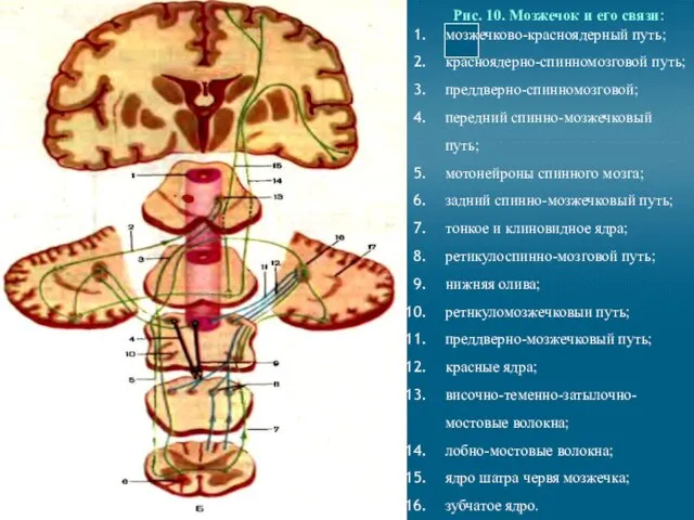 Рис. 10. Мозжечок и его связи: мозжечково-красноядерный путь; красноядерно-спинномозговой путь; преддверно-спинномозговой;