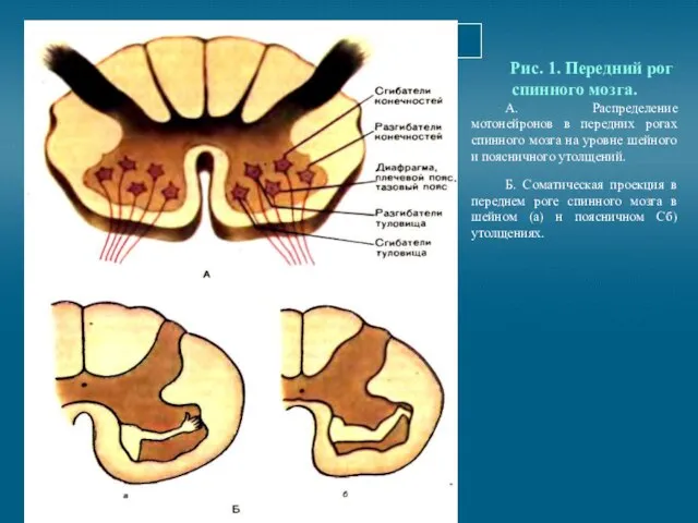 Рис. 1. Передний рог спинного мозга. А. Распределение мотонейронов в передних