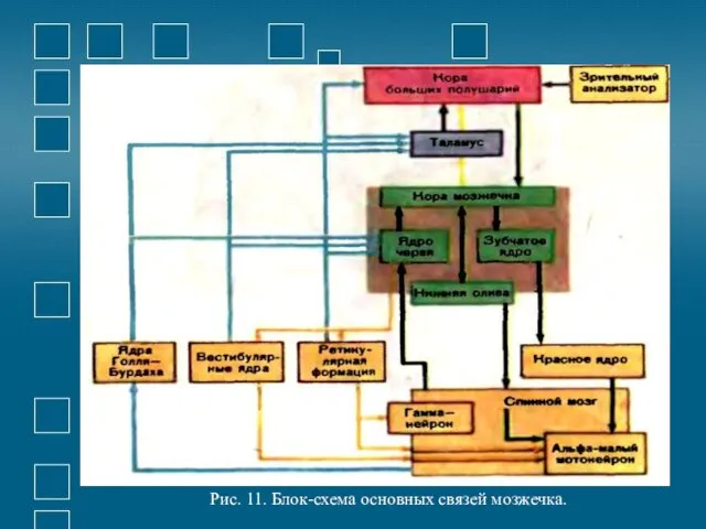 Рис. 11. Блок-схема основных связей мозжечка.