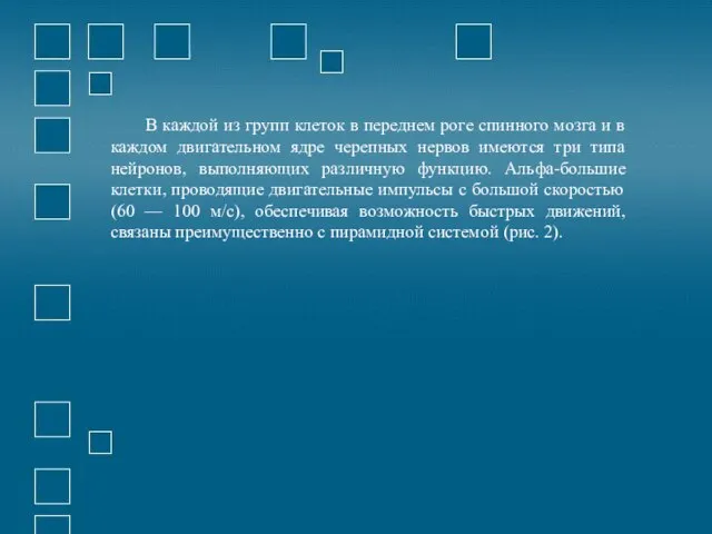 В каждой из групп клеток в переднем роге спинного мозга и