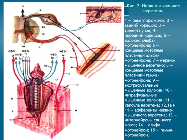 Рис. 2. Нервно-мышечное веретено. 1 — рецепторы кожи; 2 — задний