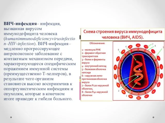 ВИЧ-инфекция– инфекция, вызванная вирусом иммунодефицита человека (humanimmunodeficiencyvirusinfection–HIV-infection). ВИЧ-инфекция– медленно прогрессирующее антропонозное