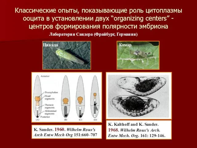 Классические опыты, показывающие роль цитоплазмы ооцита в установлении двух “organizing centers”