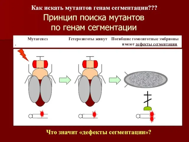 Принцип поиска мутантов по генам сегментации Мутагенез Гетерозиготы живут Погибшие гомозиготные