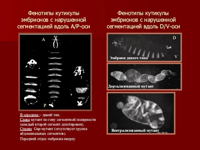 Фенотипы кутикулы эмбрионов с нарушенной сегментацией вдоль А/Р-оси В середине –