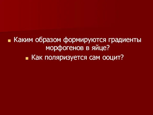 Каким образом формируются градиенты морфогенов в яйце? Как поляризуется сам ооцит?