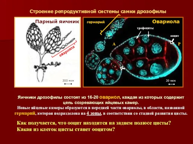 Строение репродуктивной системы самки дрозофилы Парный яичник Овариола гермарий овариола трофоциты