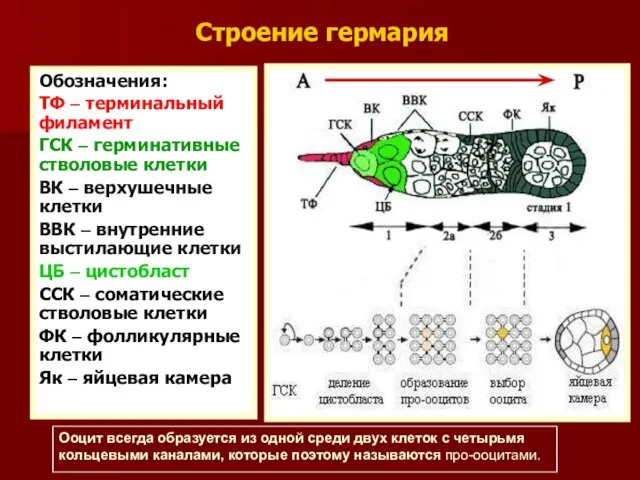 Строение гермария Обозначения: ТФ – терминальный филамент ГСК – герминативные стволовые