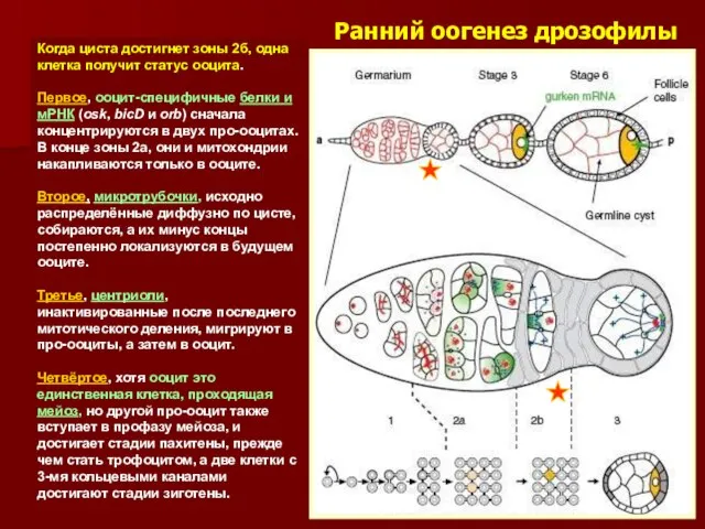 Ранний оогенез дрозофилы Когда циста достигнет зоны 2б, одна клетка получит