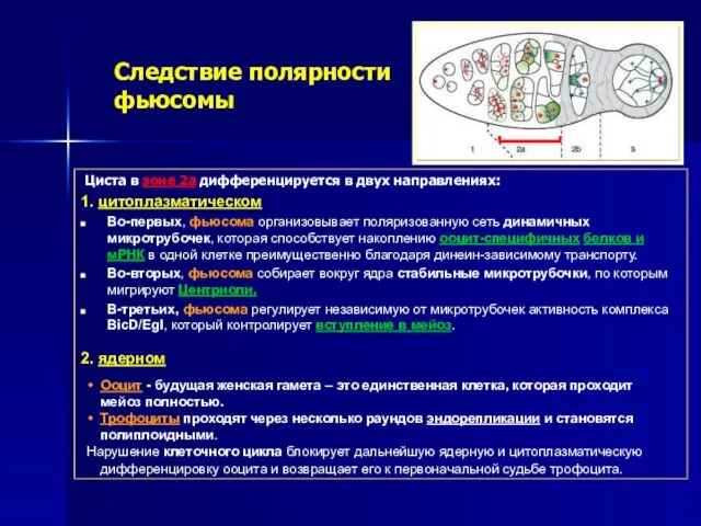 Следствие полярности фьюсомы Циста в зоне 2а дифференцируется в двух направлениях: