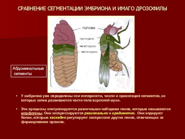 СРАВНЕНИЕ СЕГМЕНТАЦИИ ЭМБРИОНА И ИМАГО ДРОЗОФИЛЫ У эмбриона уже определены оси