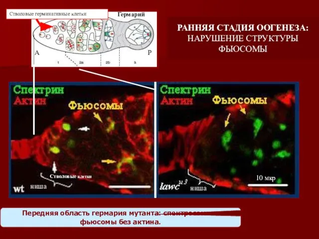 Передняя область гермария мутанта: спектросомы и фьюсомы без актина. ниша Стволовые