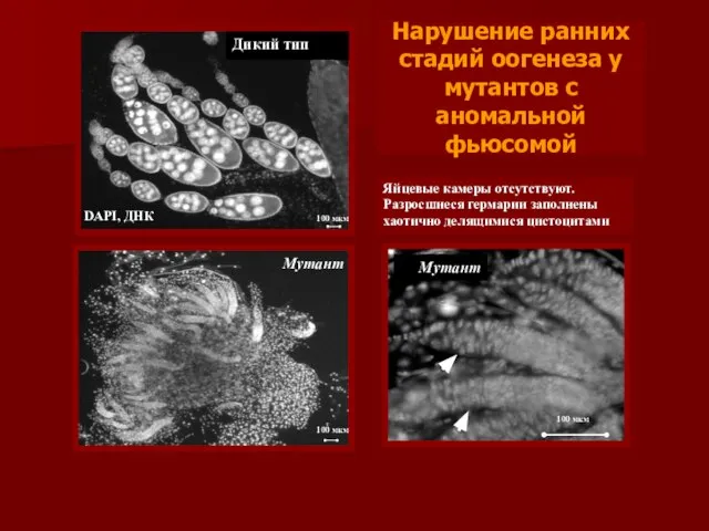 Нарушение ранних стадий оогенеза у мутантов с аномальной фьюсомой Мутант Яйцевые