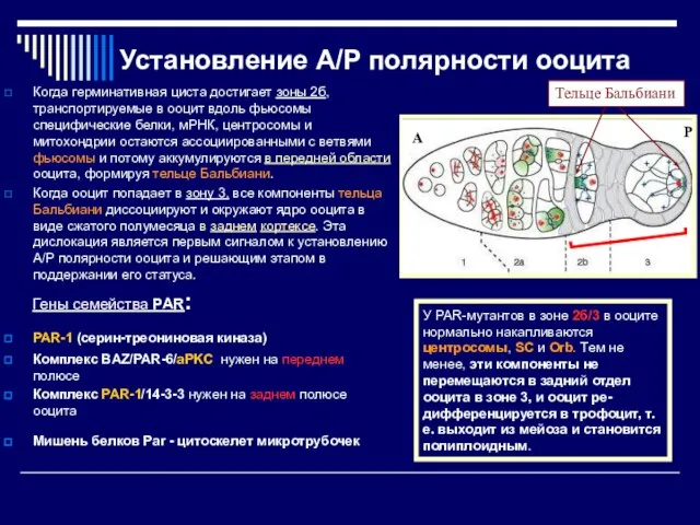 Установление A/P полярности ооцита Когда герминативная циста достигает зоны 2б, транспортируемые