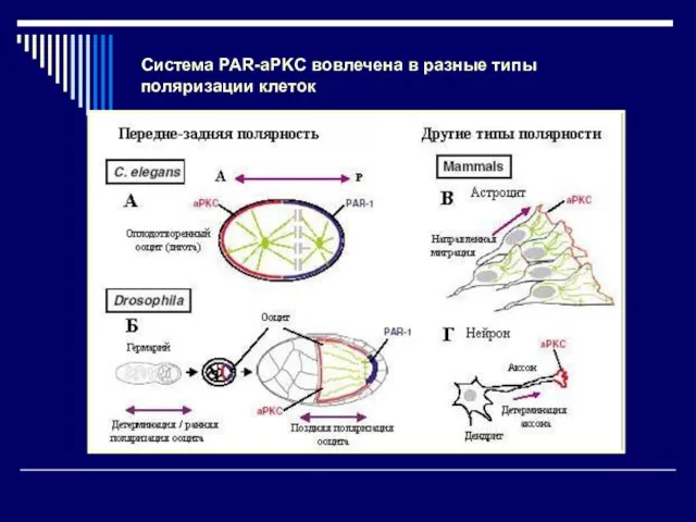 Система PAR-aPKC вовлечена в разные типы поляризации клеток