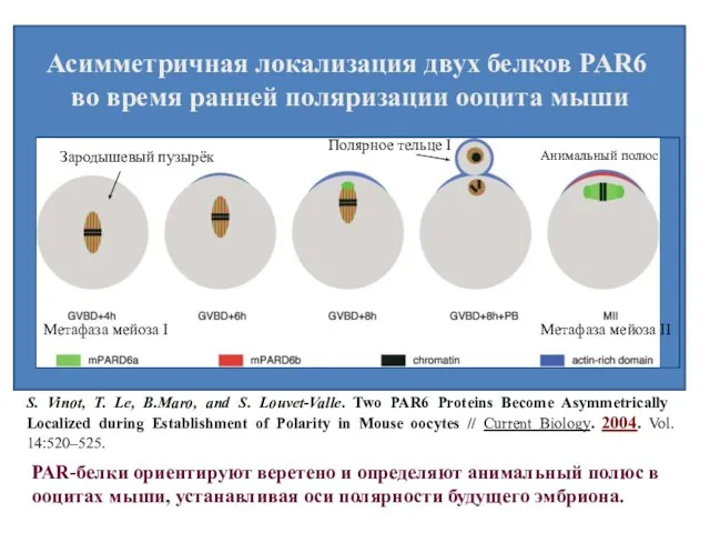 Current Biology, Vol. 14, 520–525, March 23, 2004, Асимметричная локализация двух