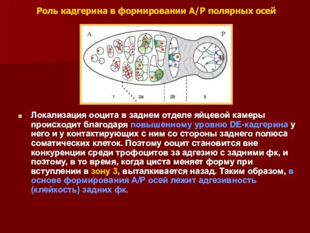 Роль кадгерина в формировании А/Р полярных осей Локализация ооцита в заднем