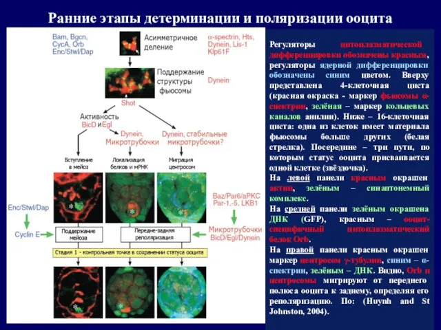 Регуляторы цитоплазматической дифференцировки обозначены красным, регуляторы ядерной дифференцировки обозначены синим цветом.